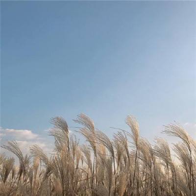 花27万拍下网红摊位老板喉咙喊哑了